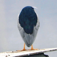 uwidjw